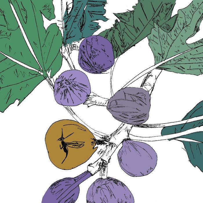 Music to Watch Seeds Grow By 005: Stella Z (Fig) - Stella Z