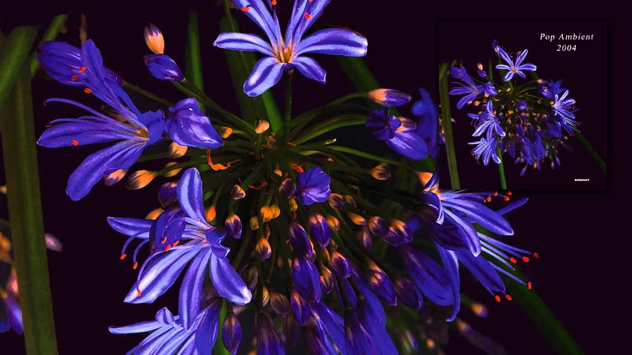 Pop Ambient 2004 - Andrew Thomas
