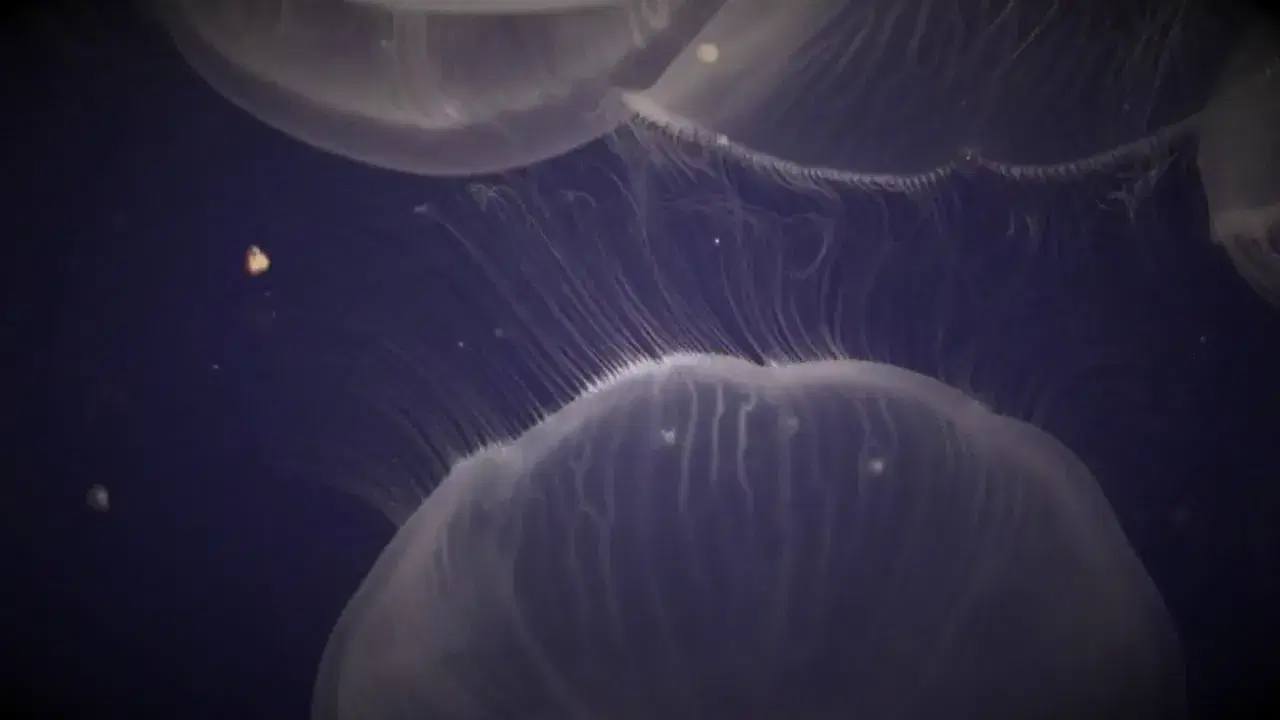 Vertical Memory - Seed
