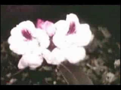 Complicated Mind / The Phycle - Yesterday's Children