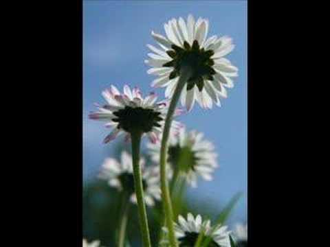 Alcachofa - Ricardo Villalobos