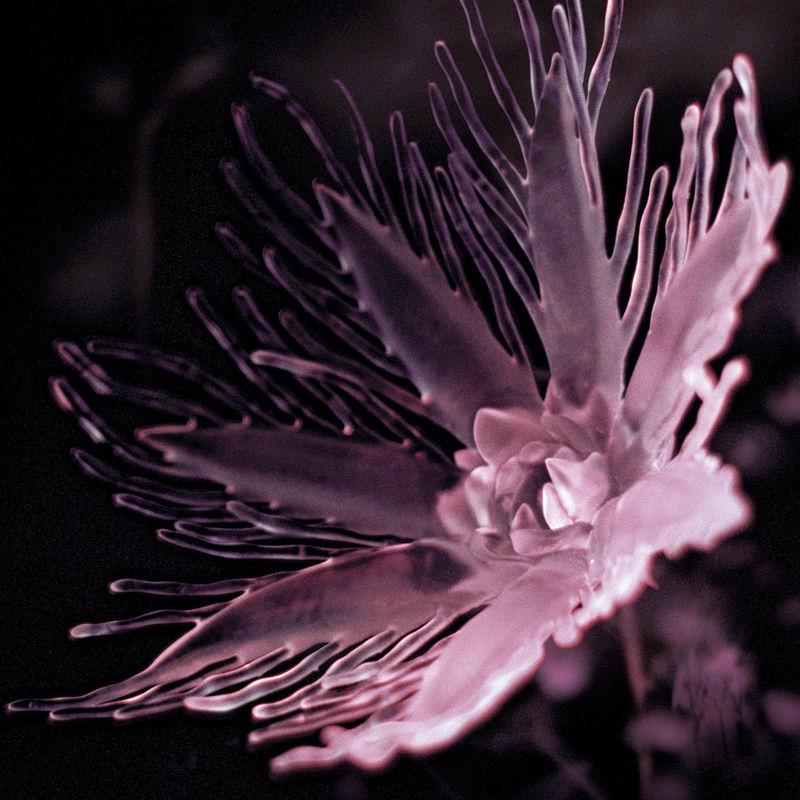 Listless - Dania