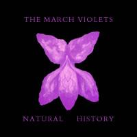 Natural History - March Violets