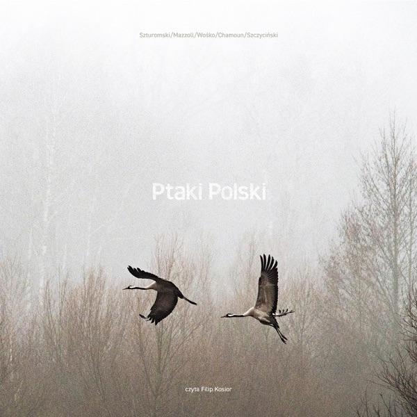 Ptaki Polski - Ptaki Polski