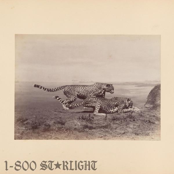 Starlight (1-800 GIRLS Remix) - Single - AF13 & 1-800 GIRLS