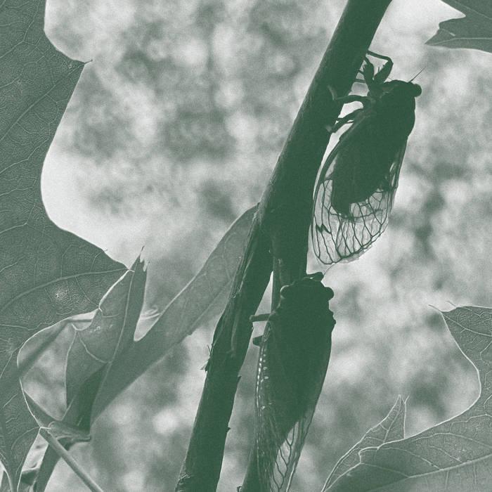 Two Broods - Stephen Vitiello