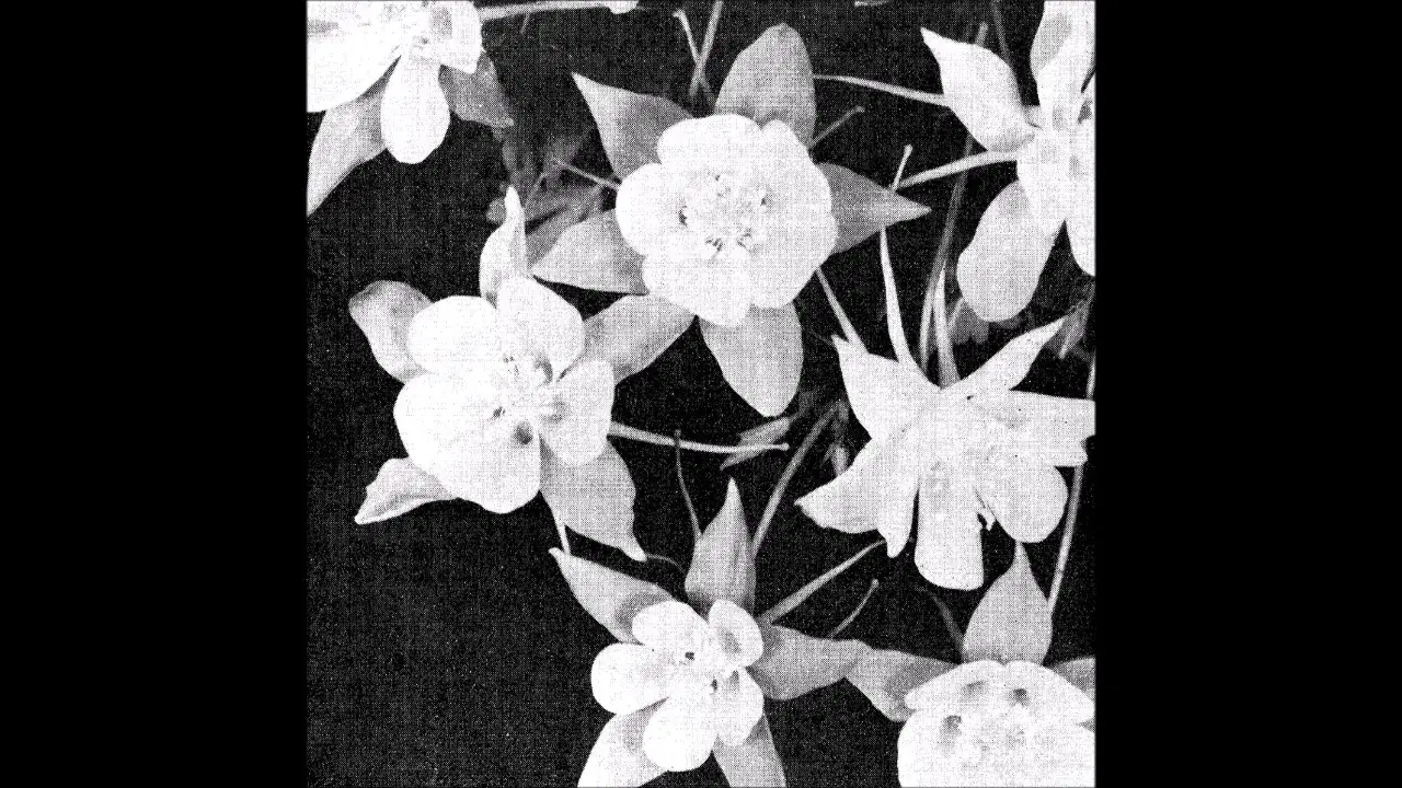 Sweet Company - Jabu