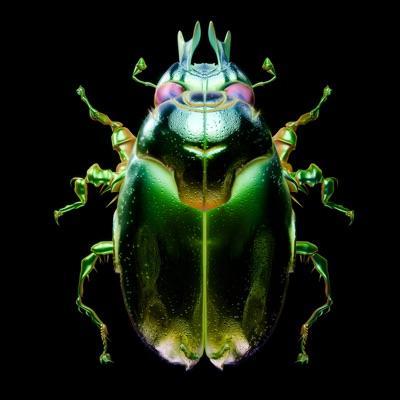 Beetle - GRRL