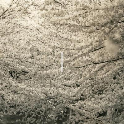 Sasanami - Akira Uchida