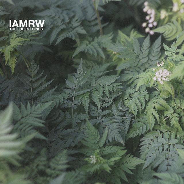 The Forest Sings - iamrw