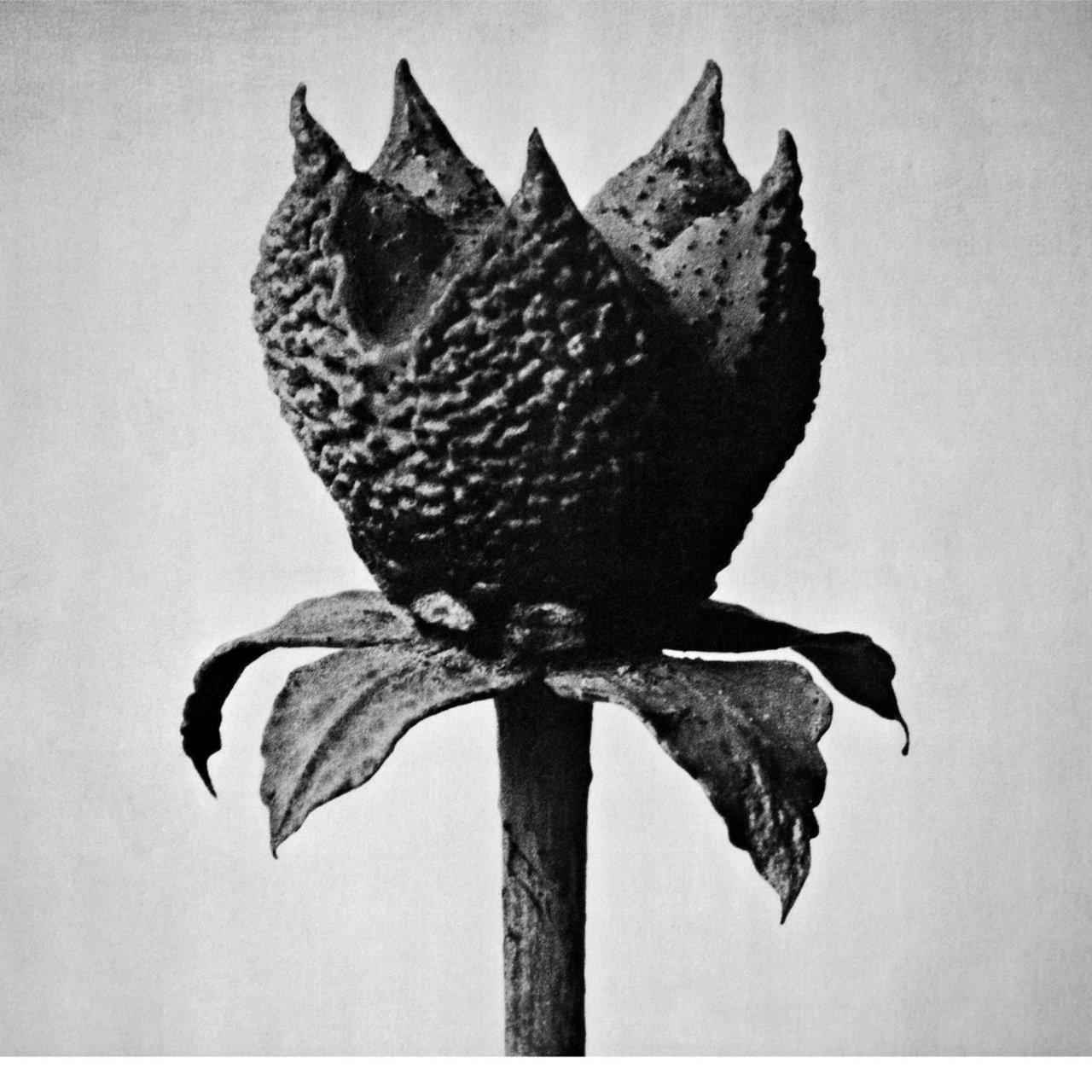 Book of Life - Masayoshi Fujita