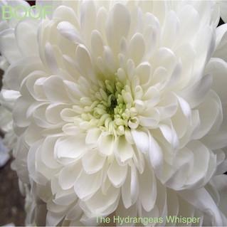 The Hydrangeas Whisper - BOOF