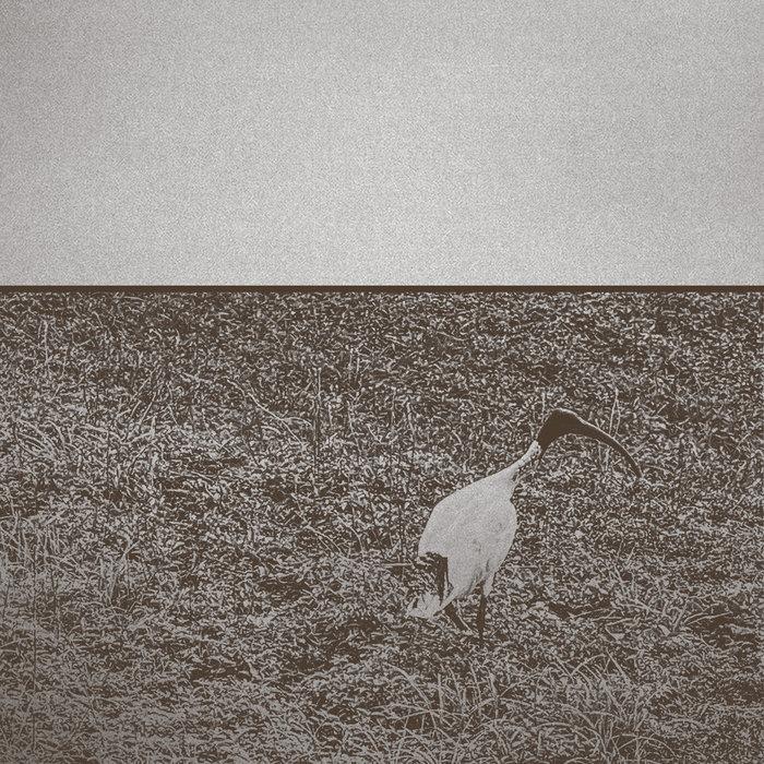 Ibis - Zane Trow