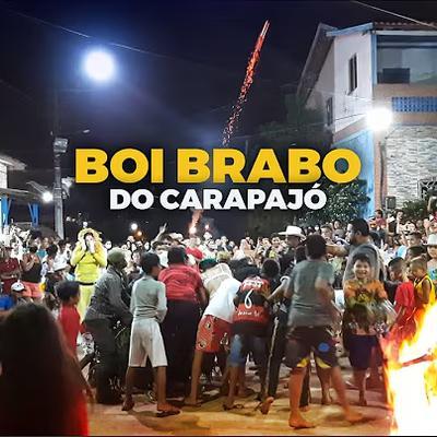  - Boi Brabo do Carapajó de Cametá