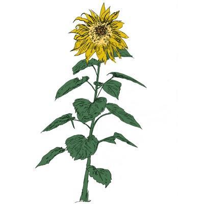 Music To Watch Seeds Grow By 007: Brian d'Souza (Sunflowers) - Brian d'Souza