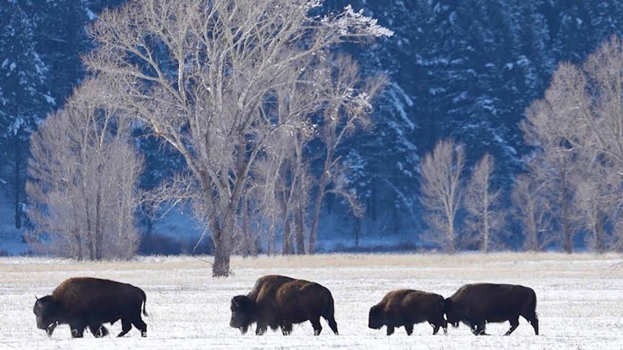 Peerless - Colorado