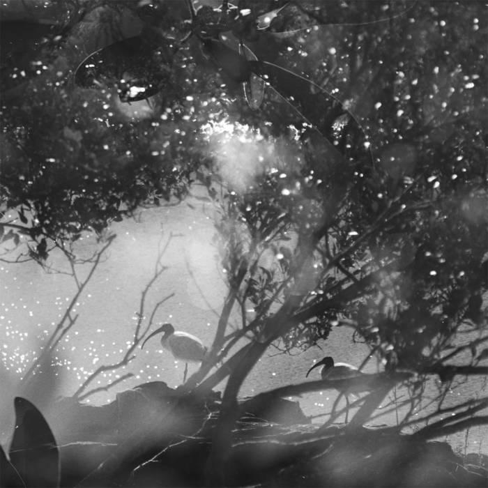 Playscar - Chris Abrahams