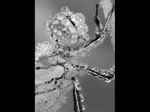The Insect Musicians - Graeme Revell
