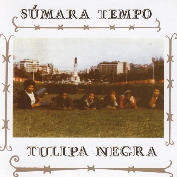  - Tulipa Negra