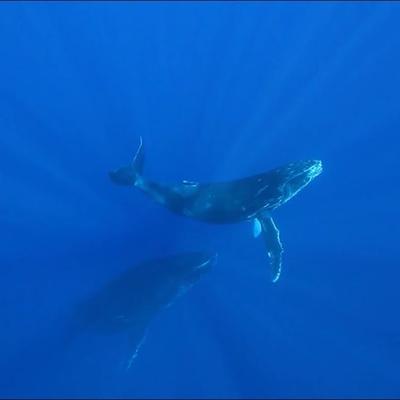 Le Chant des Baleines - Le Chant des Baleines