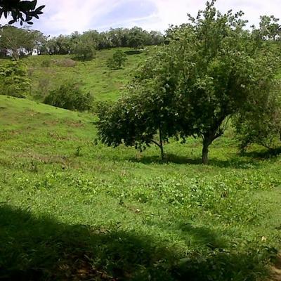  - Corraleros 
