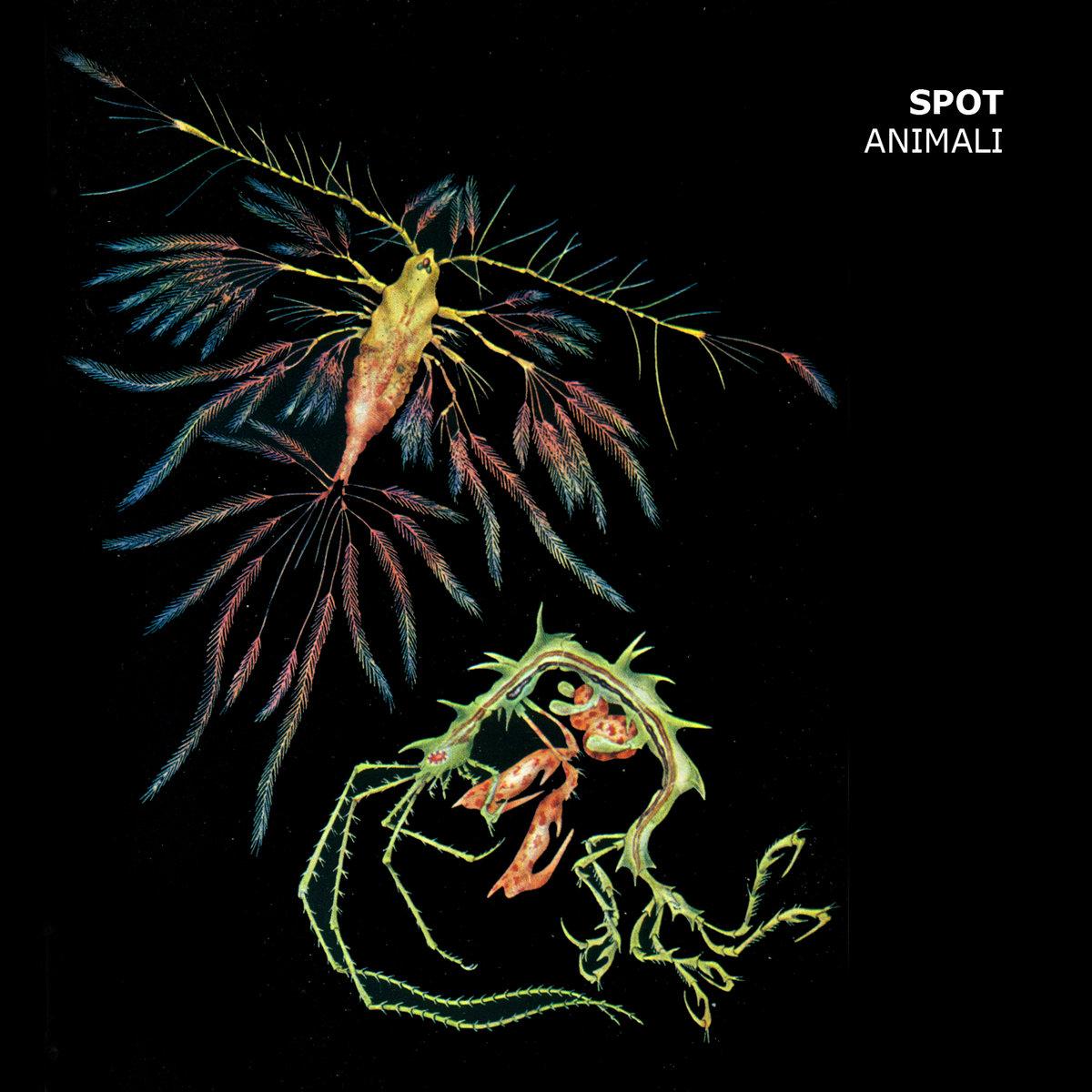 Animali - SPOT