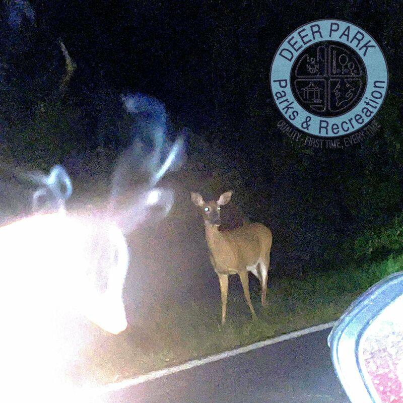 Kittens - Deer Park