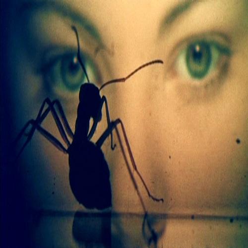 Phase IV - Brian Gascoigne