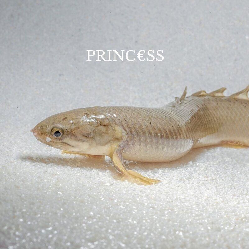 Princ​€​ss - Princ€ss