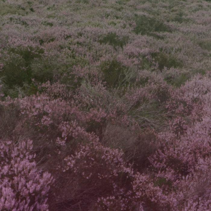 Slow Shapes - Wil Bolton