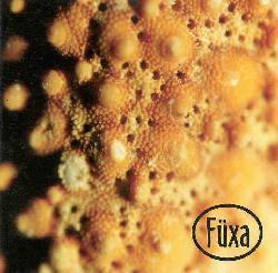 Accretion - Fuxa
