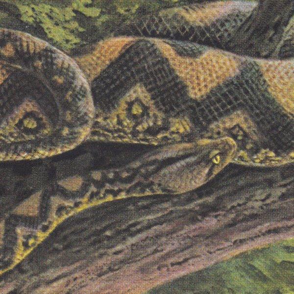 Ambient Black Magic - Rainforest Spiritual Enslavement