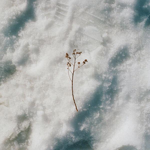  - Marigold Sun