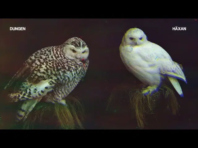 Häxan - Dungen