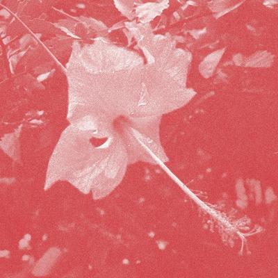 Poulaine - Celer