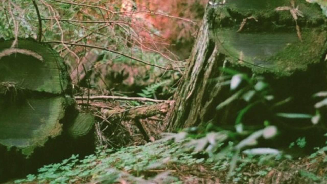  - Pacific Yew