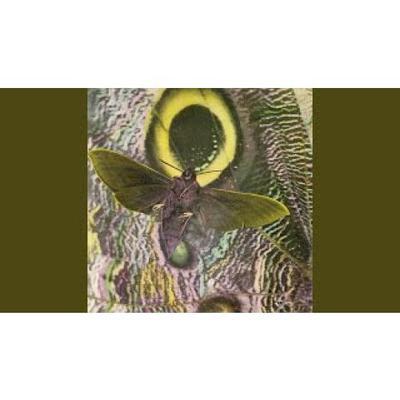 Animal Animaux - The Mothmen