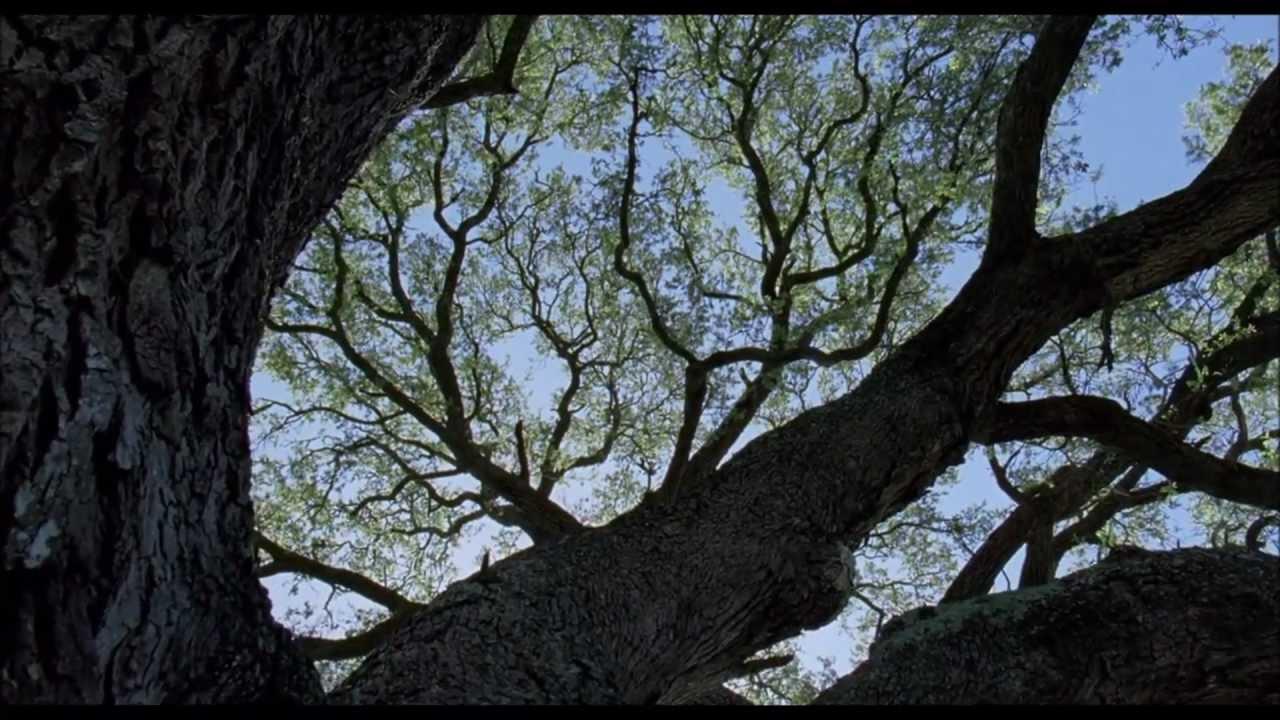 The Tree Of Life Unofficial Soundtrack - Academy Of Ancient Music & Paul Goodwin