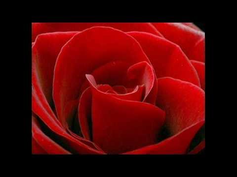  - The Bhagwan Love Example