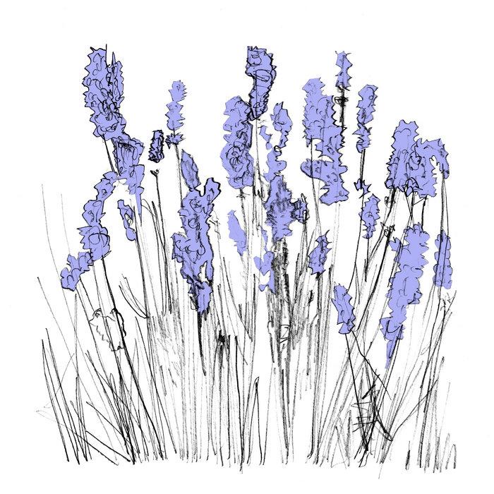 Music To Watch Seeds Grow By 006: Lapalace (Lavender) - Lapalace