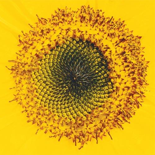 Principles Of Inertia - Stefan Jaworzyn