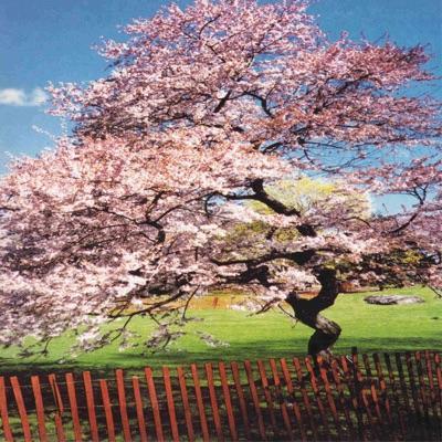 Mercy Street - A Reminiscent Drive