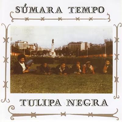  - Tulipa Negra