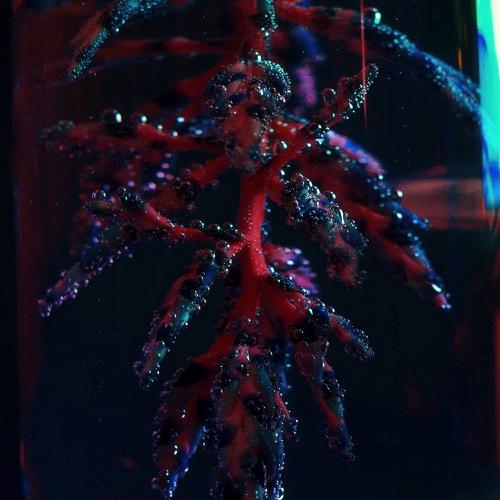 Cocoon Crush - Objekt