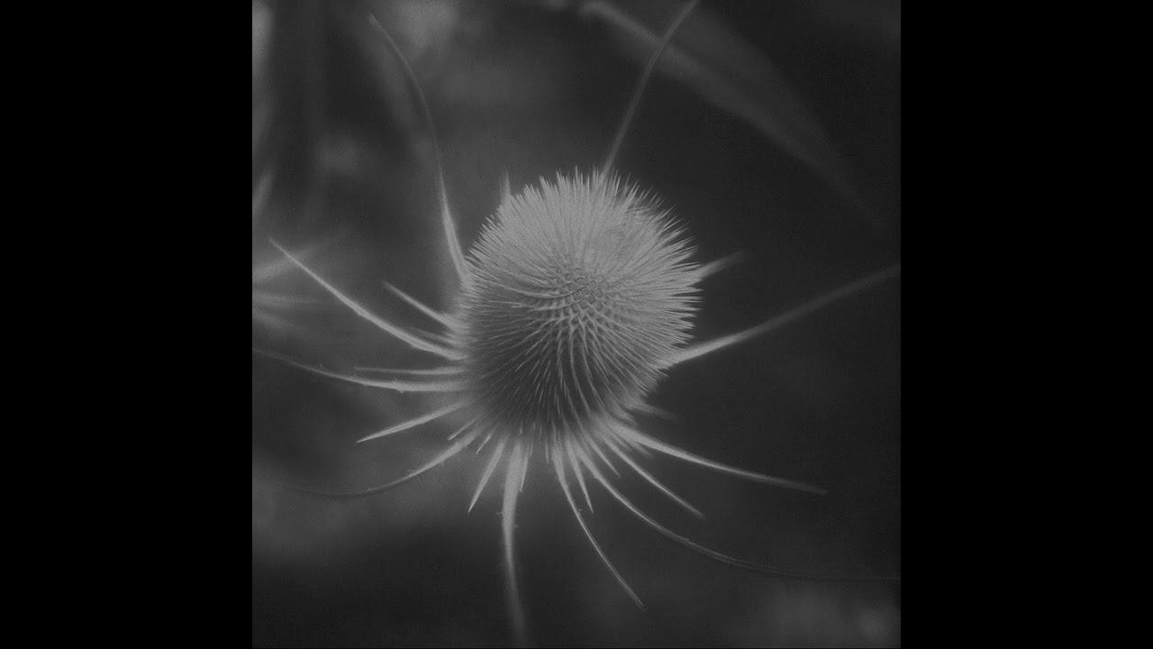 azurescens - ssabæ