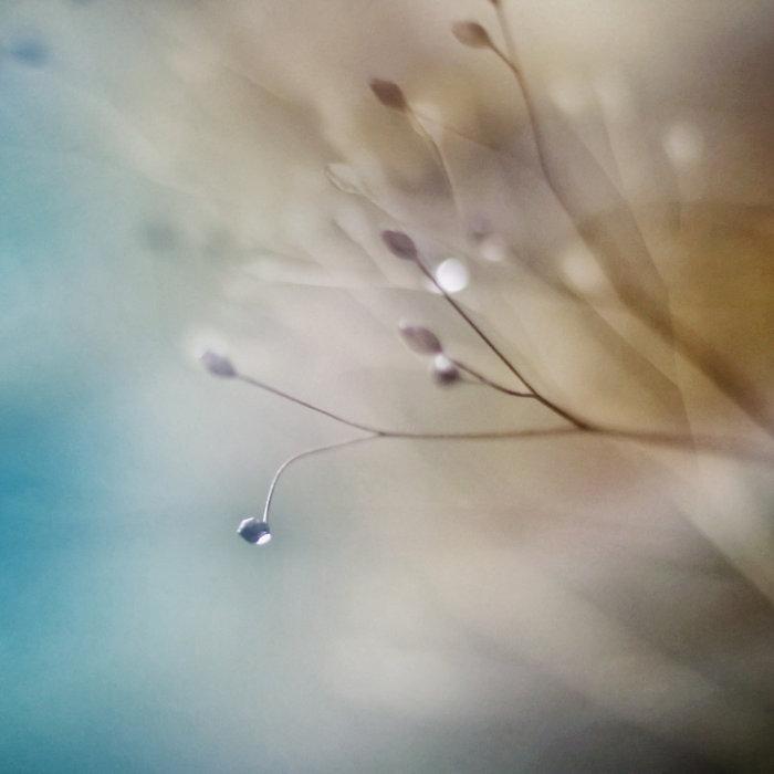 Seen And Unseen - The Green Kingdom