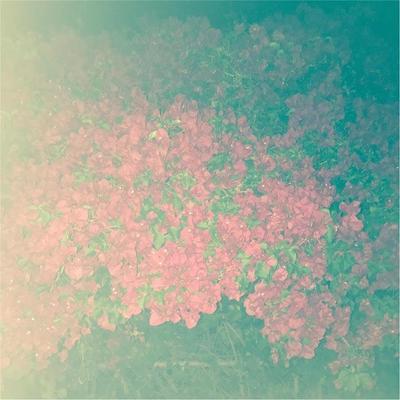 Halos / Bills - Swarvy & Pink Siifu