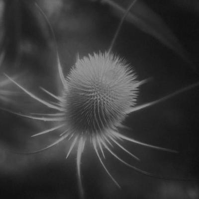 Azurescens - Ssabae