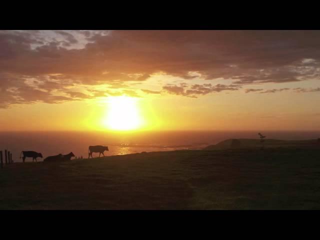 Berlin Has No Cows - Berlin has no cows