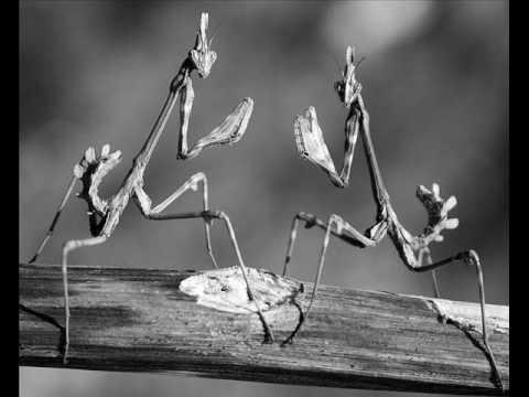 The Insect Musicians - Graeme Revell